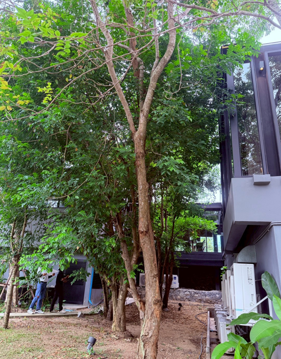ต้นพะยูง   