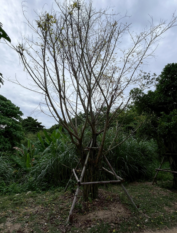 ต้นไทรชมพู   