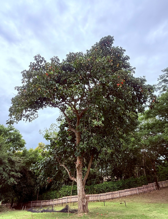 ต้นกระท้อน   