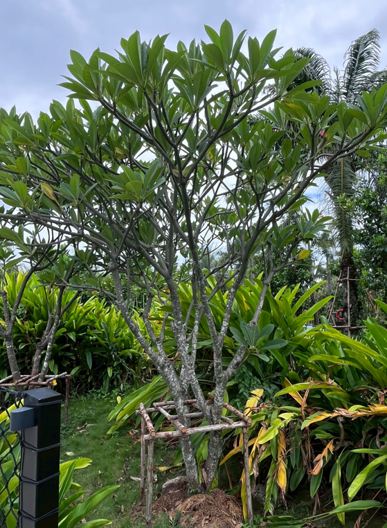ต้นลีลาวดี   