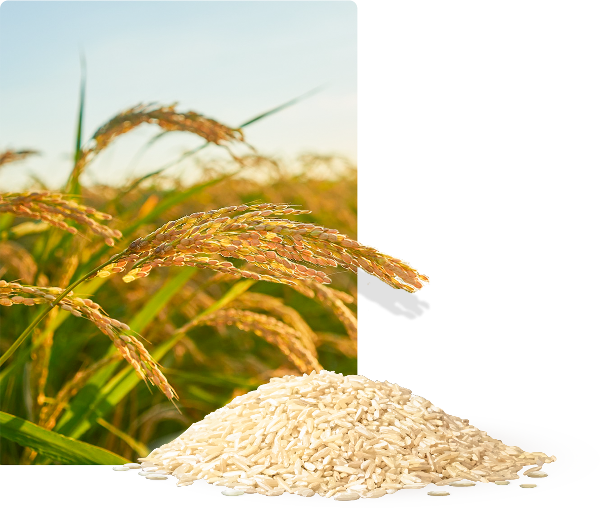 Sirpi Rice Siri International Company Limited | Thai Rice Exporter
