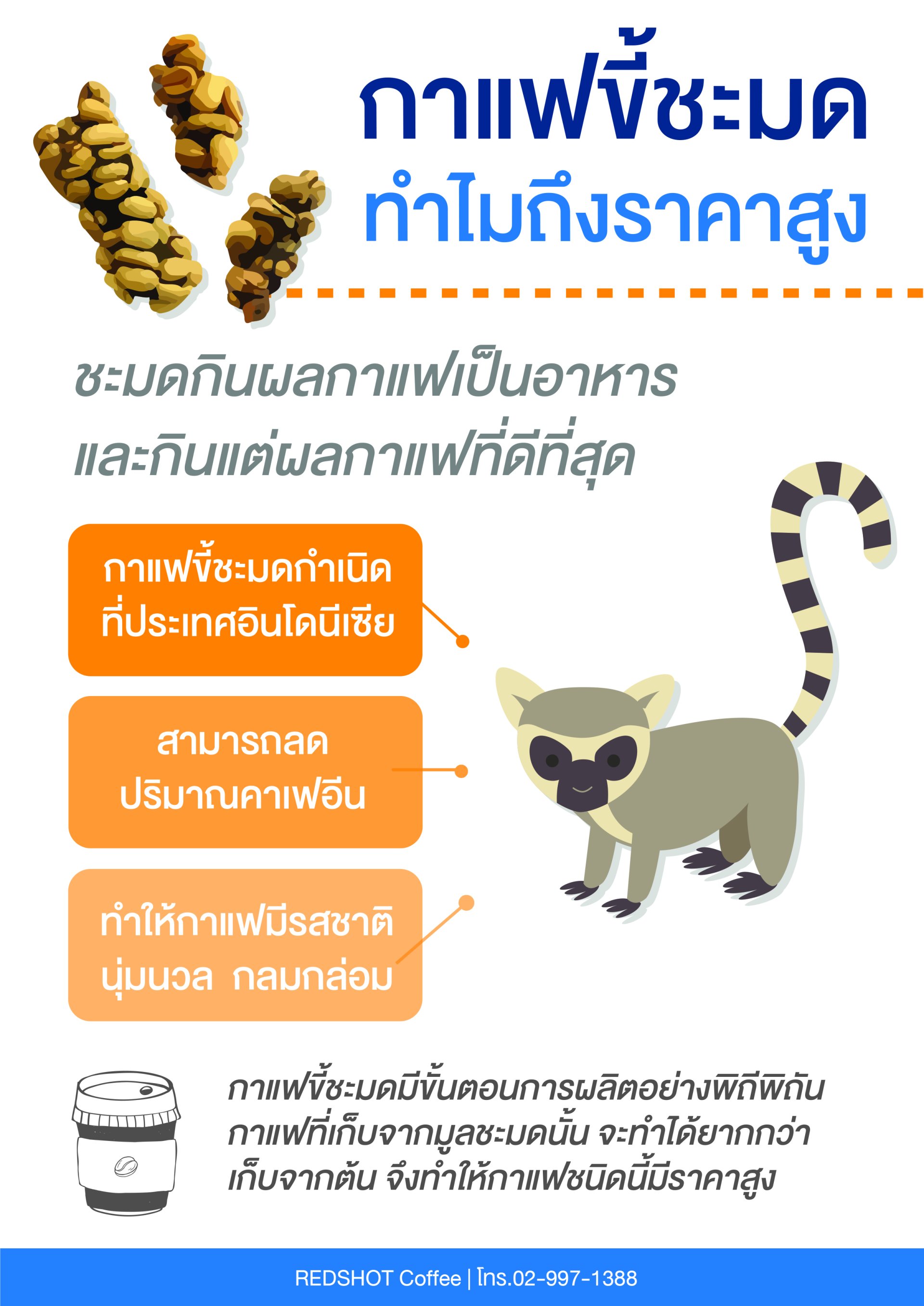 กาแฟขี้ชะมดทำไมถึงราคาสูง กาแฟขี้ชะมดทำไมถึงราคาสูง