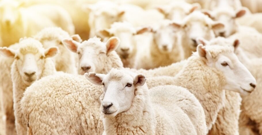 hukum qurban