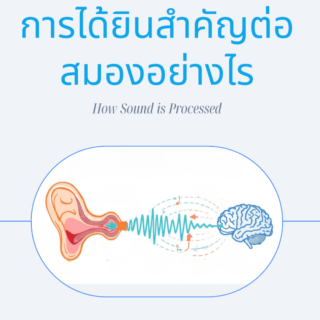การได้ยินสำคัญต่อสมองอย่างไร