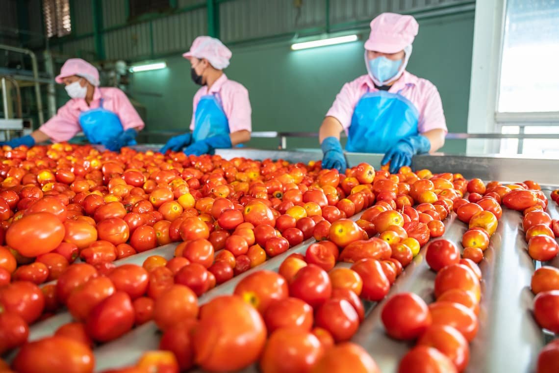 Workers sorting tomatoes as part of the food production process.