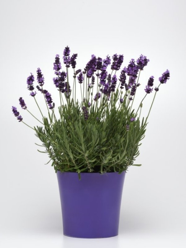 Lavender - Avignon 100 Seeds
