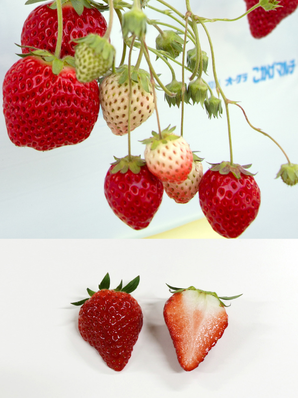 Berry Pop Haruhi