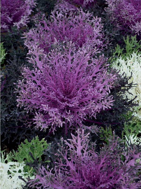 Cabbage Ornamental -  Peacock  100 Seeds