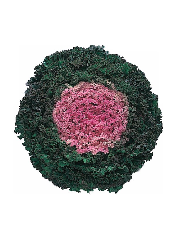 Cabbage Ornamental Kamome Pink