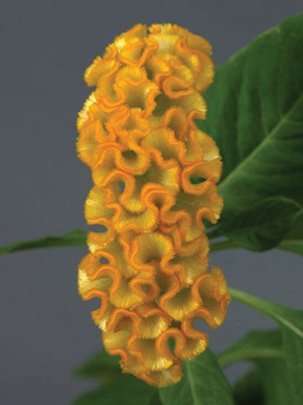 Celosia Cristata Gold