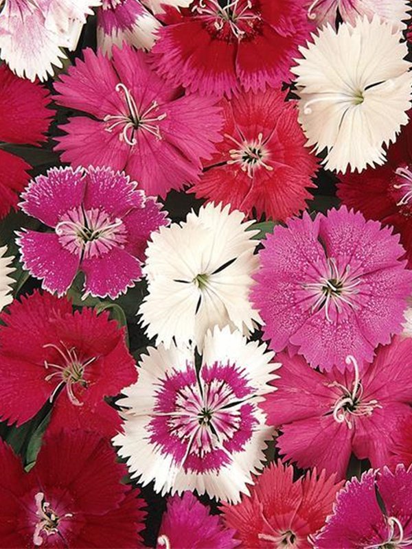 Dianthus Interspecific Ideal Mix