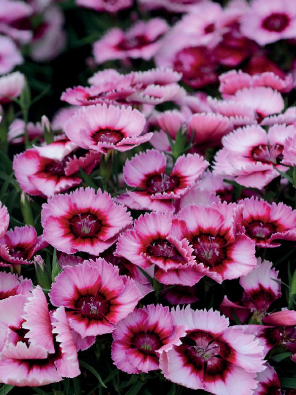 Venti Parfait - aga-agro