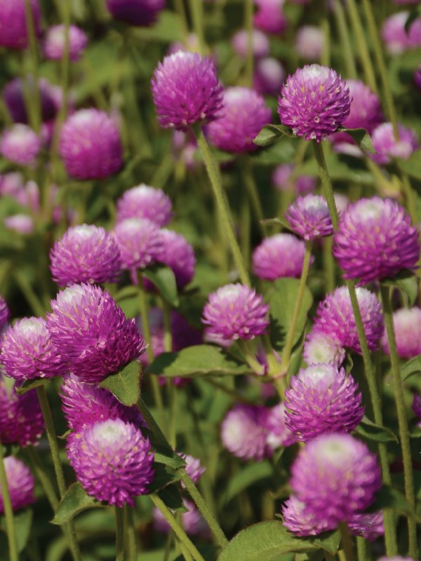 Gomphrena Cut Flower - Audray100 Seeds