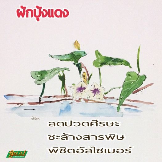 ผักบุ้ง (Water morning glory)