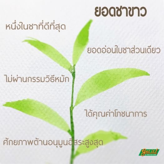 ชาขาว White tea