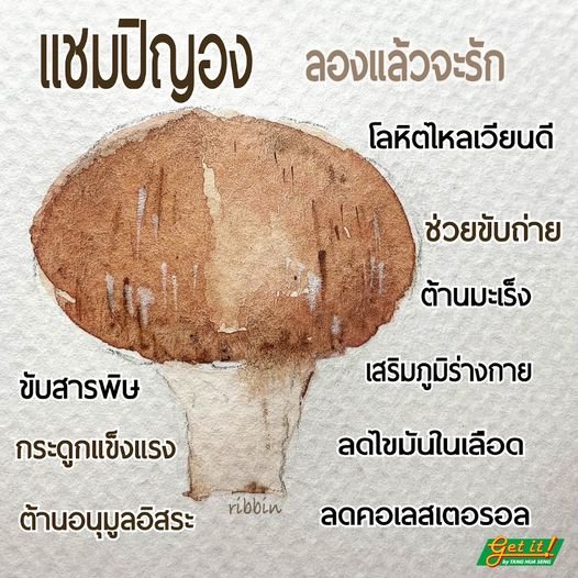 เห็ดแชมปิญอง Champignon mushroom 