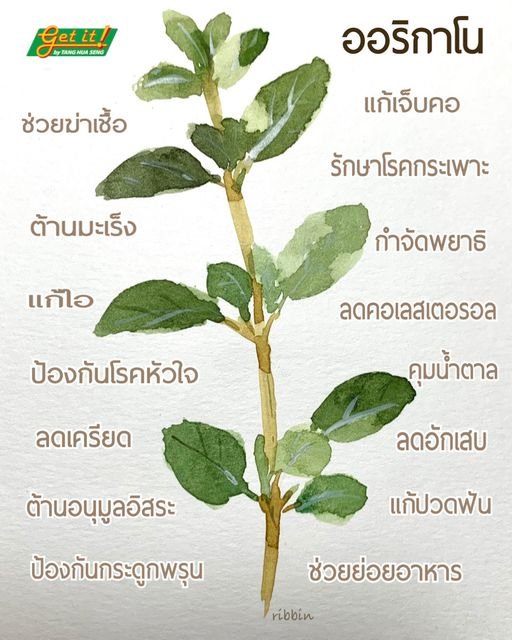 ออริกาโน Oregano