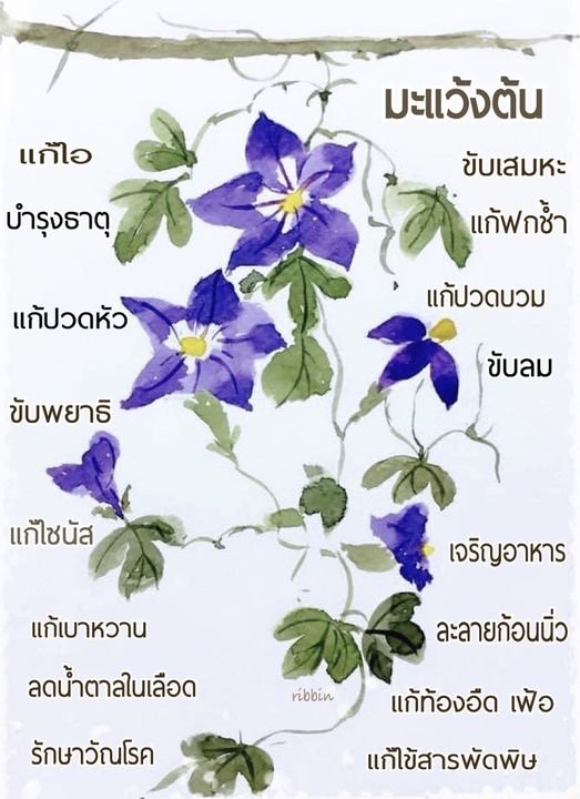 "มะแว้งต้น" 