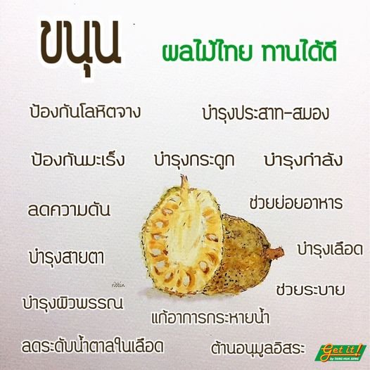 ขนุน Jackfruit 