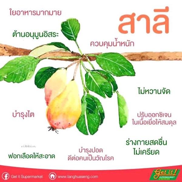 สาลี่ (Asian pear, Chinese pear)