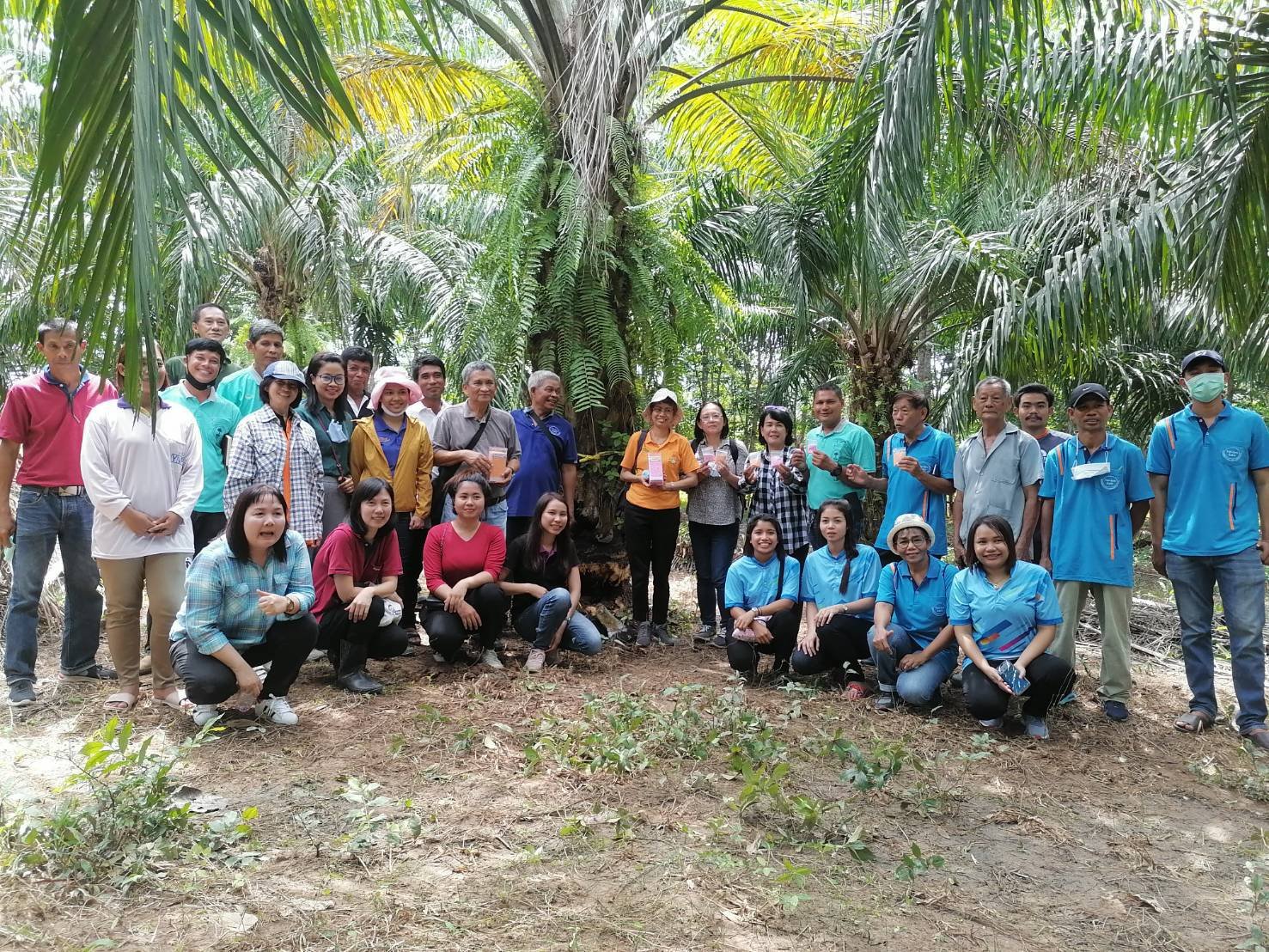 วช. ลงพื้นที่นำชีวภัณฑ์แบคทีเรียช่วยเกษตรกร ชาวสวนปาล์มกำจัดโรคโคนเน่าในต้นปาล์มน้ำมัน ที่จังหวัดสุราษฏร์ธานี วช. ลงพื้นที่นำชีวภัณฑ์แบคทีเรียช่วยเกษตรกร ชาวสวนปาล์มกำจัดโรคโคนเน่าในต้นปาล์มน้ำมัน ที่จังหวัดสุราษฏร์ธานี