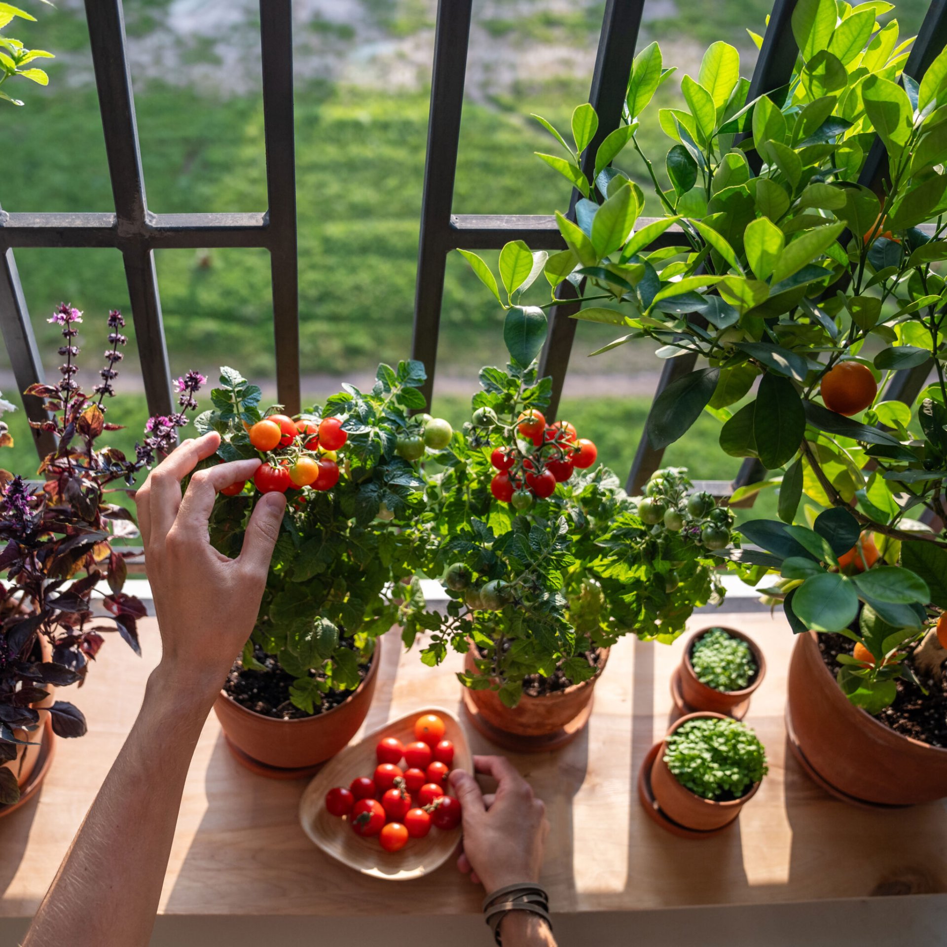 หลายคนเริ่มสนใจ สวนกินได้ในบ้าน เพราะอยากประหยัดค่าใช้จ่าย และได้กินผักปลอดภัย