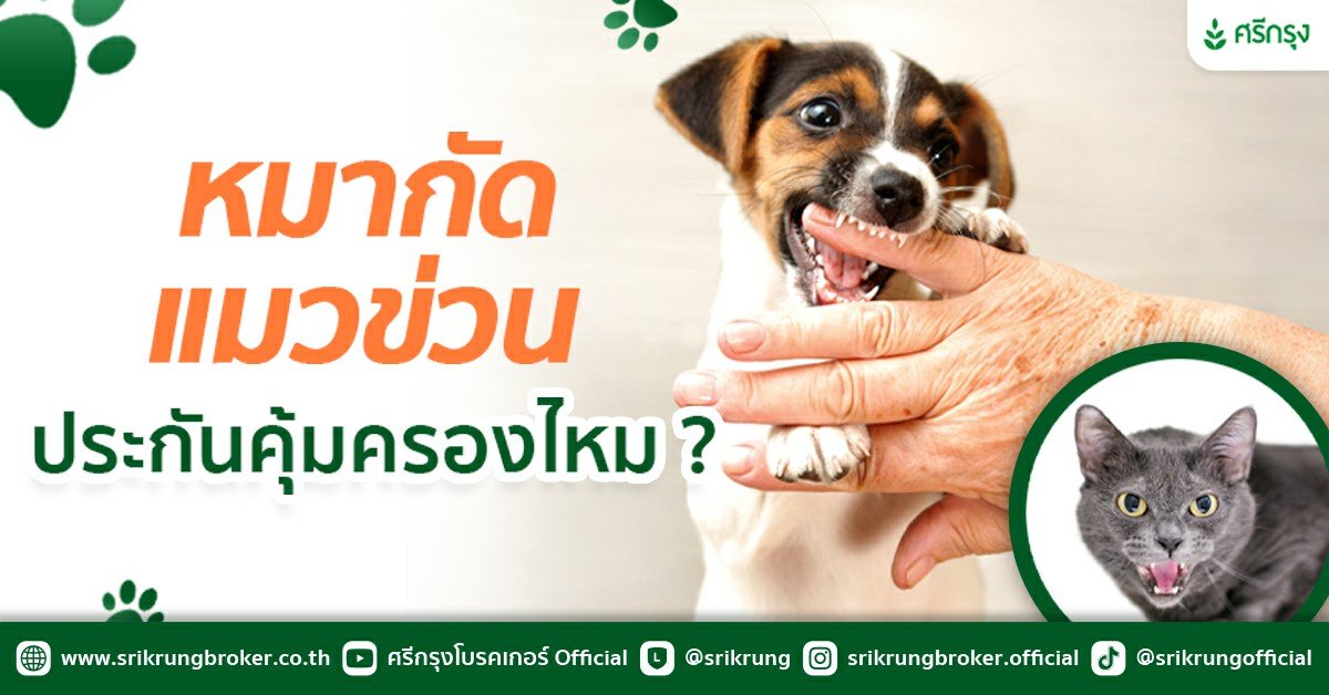 โดนหมากัด แมวข่วน ประกันอุบัติเหตุคุ้มครองหรือไม่?