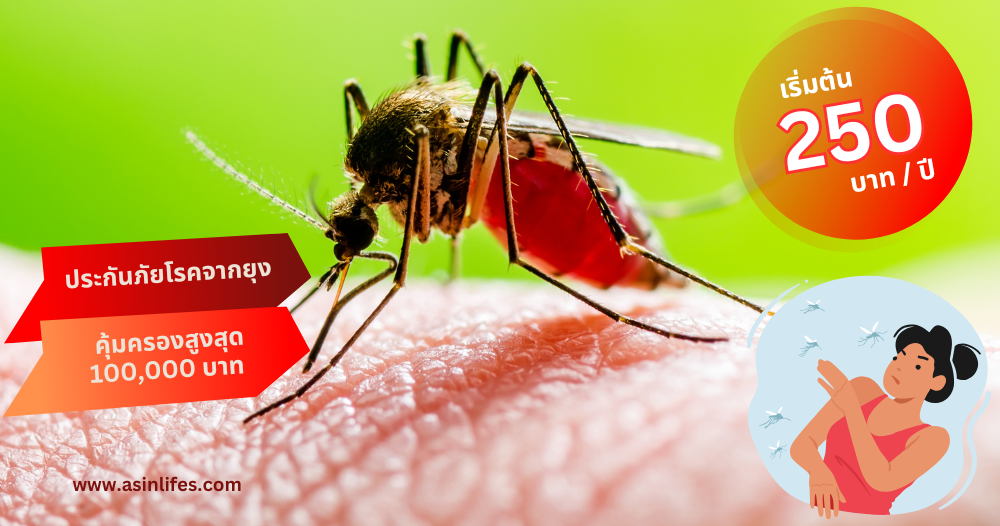 ประกันภัยไข้เลือดออก และประกันภัยโรคจากยุง ประกันภัยไข้เลือดออก และประกันภัยโรคจากยุง