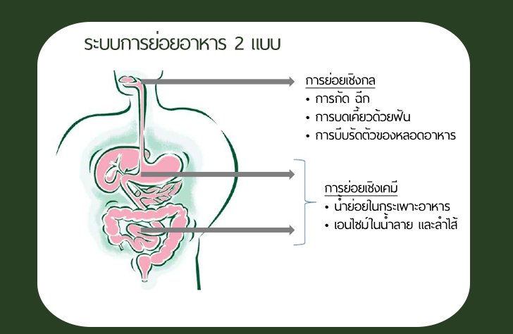 ระบบย่อยอาหารของร่างกาย สำคัญอย่างไร? - Plautawan