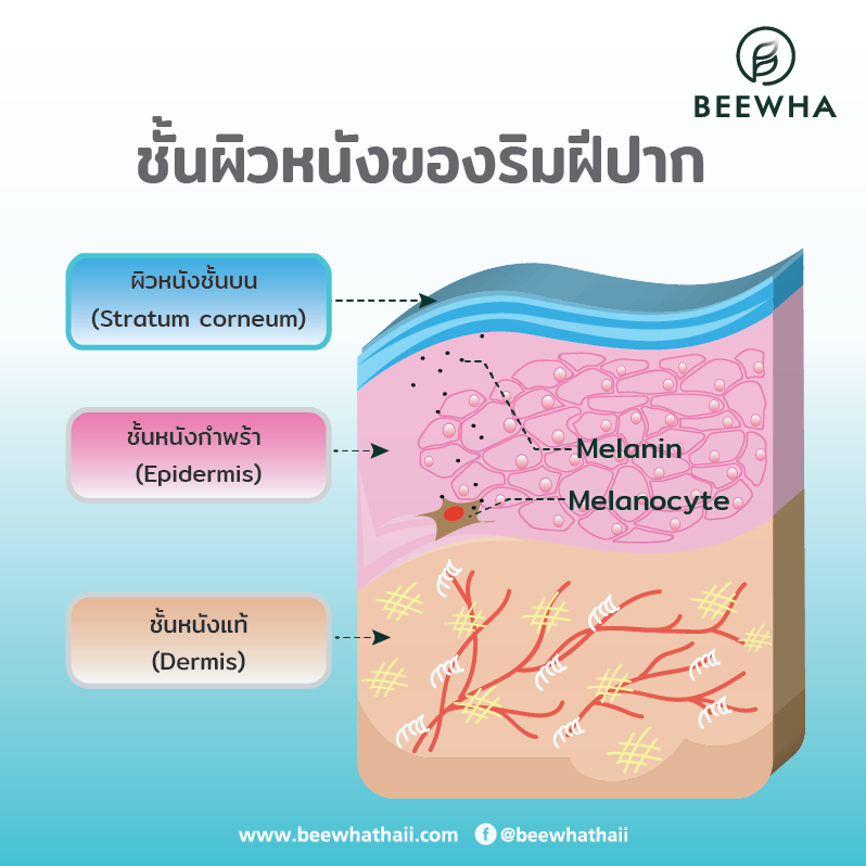 โครงสร้างและชั้นผิวของริมฝีปาก 