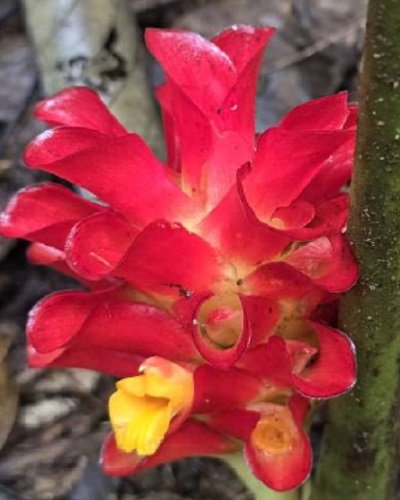 Curcuma rubrobracteata red