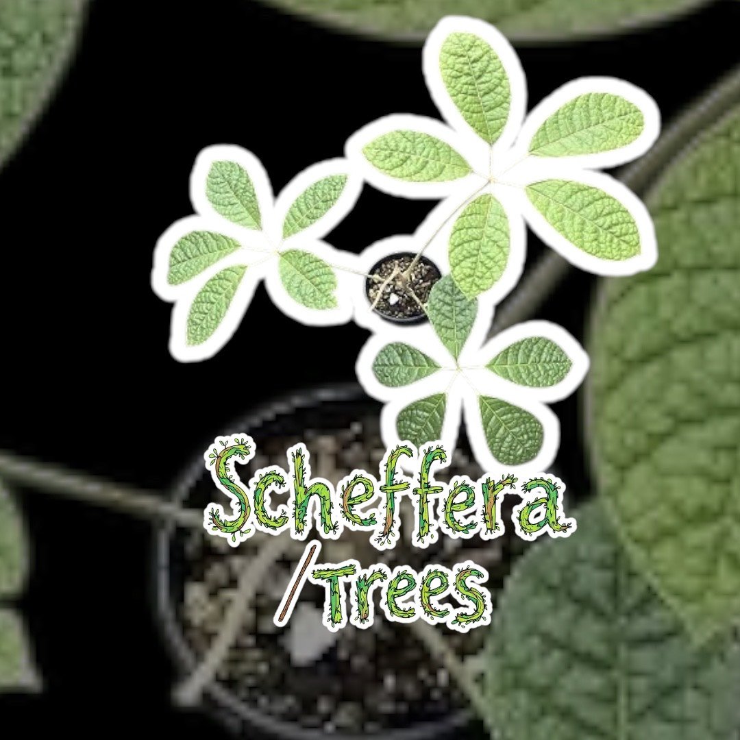 Schefflera