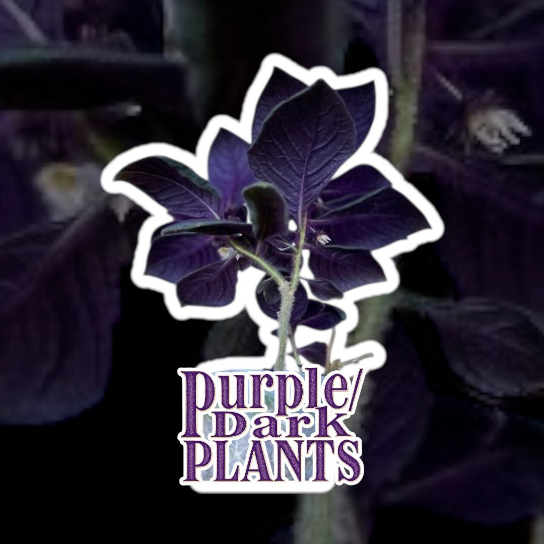 Purple Plants