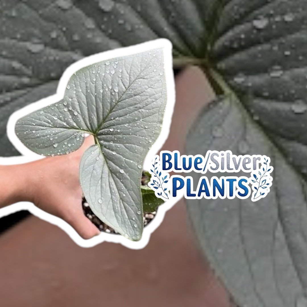 Typhonium sinhabaedya