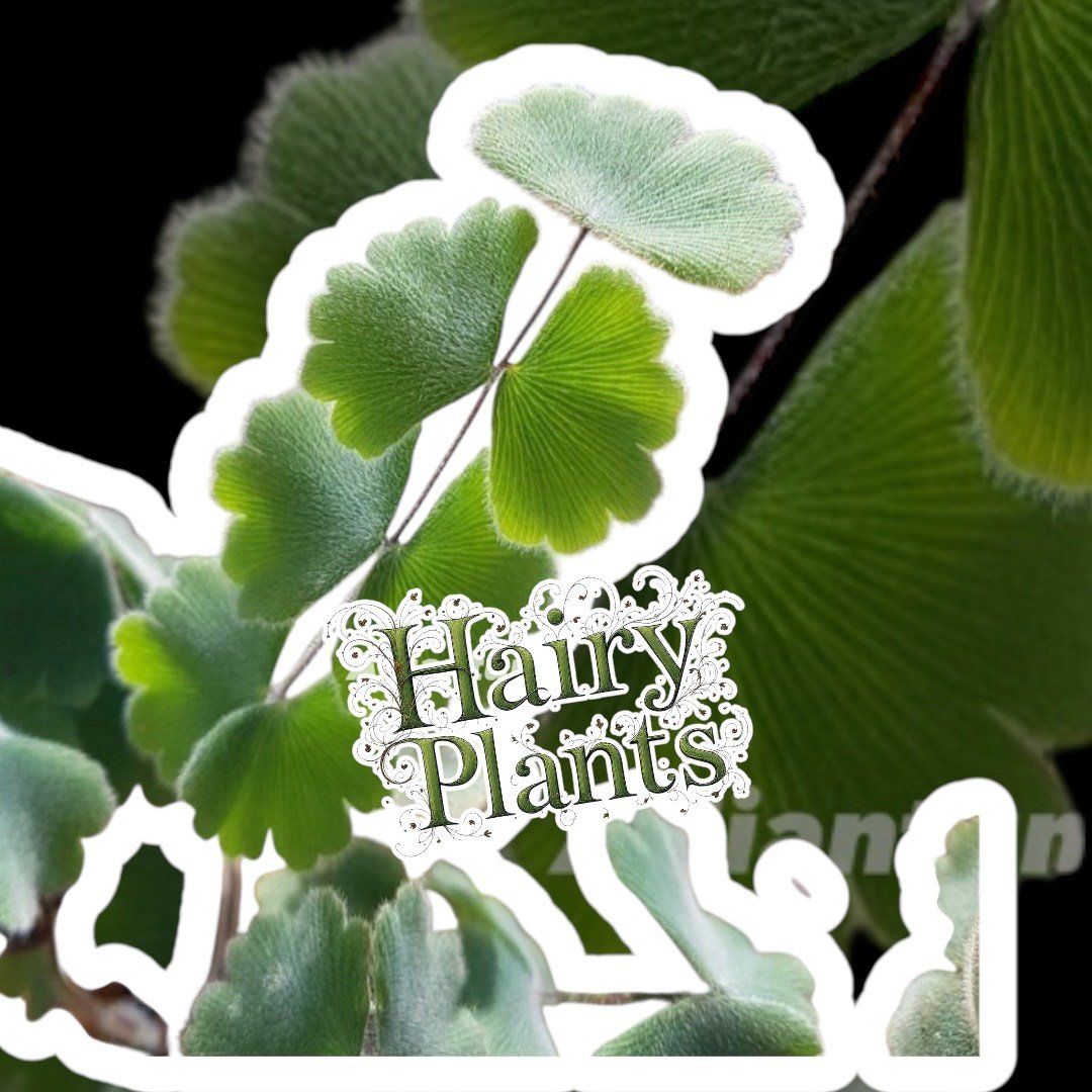 Adiantum thongthamii Suksathan