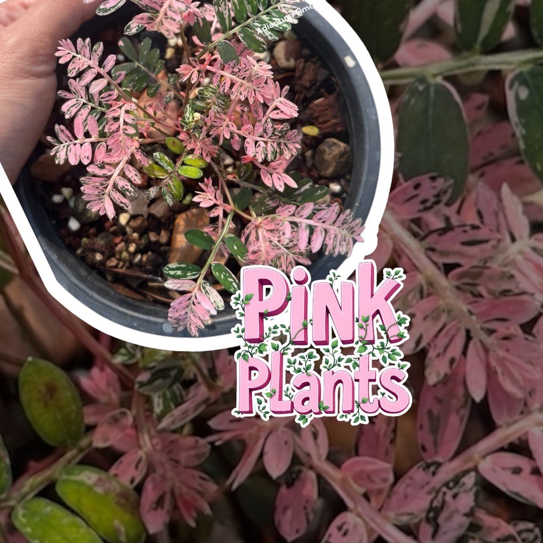 Phyllanthus urinaria pink variegated
