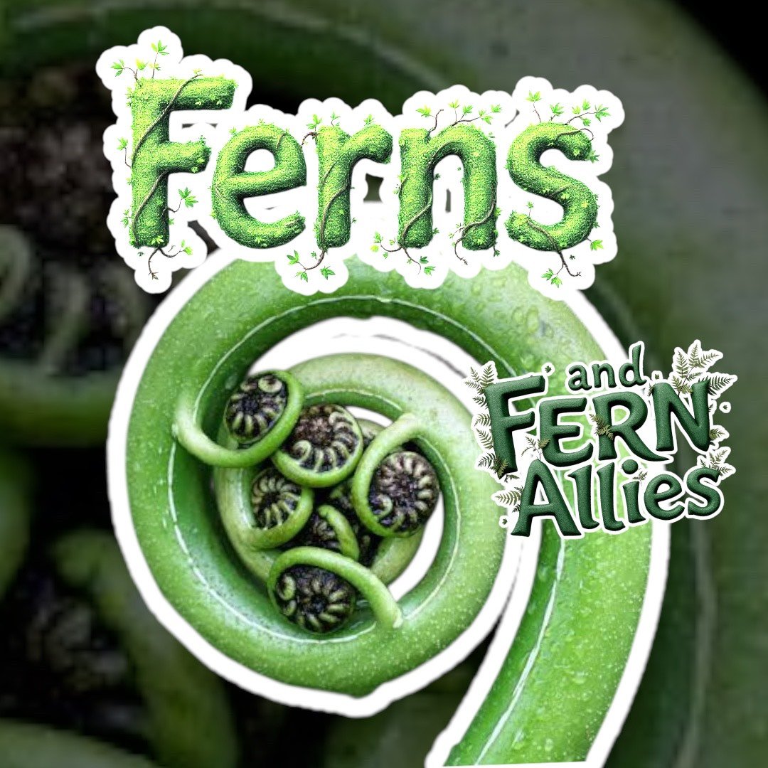 Ferns