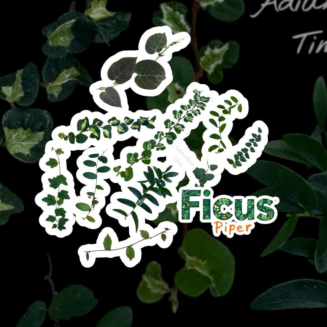 Ficus