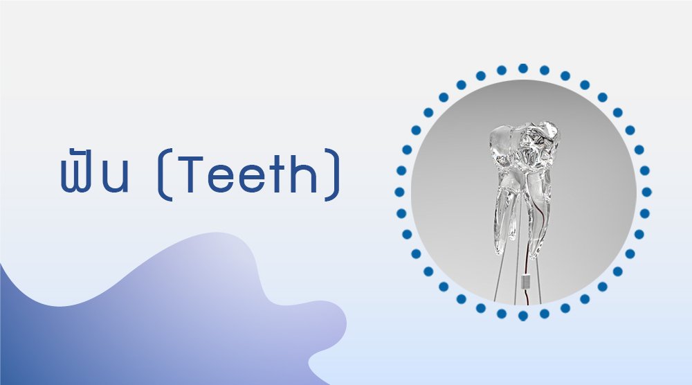 ฟัน (Teeth)