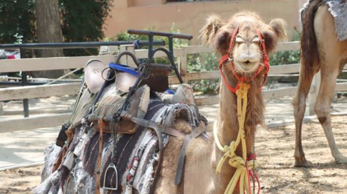 ARABIAN CAMEL