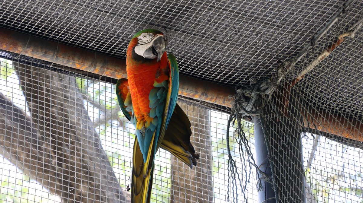 MACAW PARROT