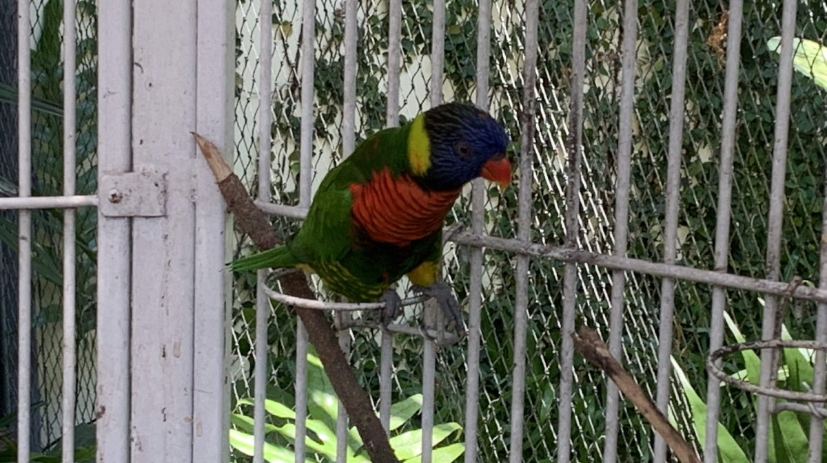 RAINBOW LORY