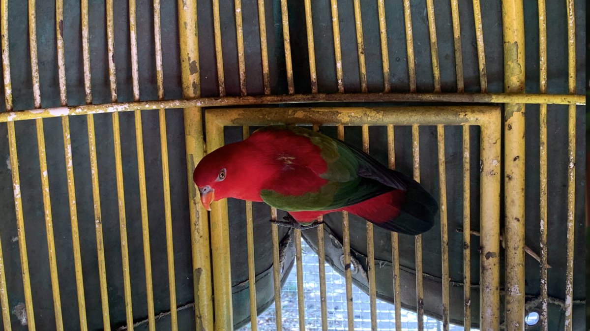 CHATTERING LORY