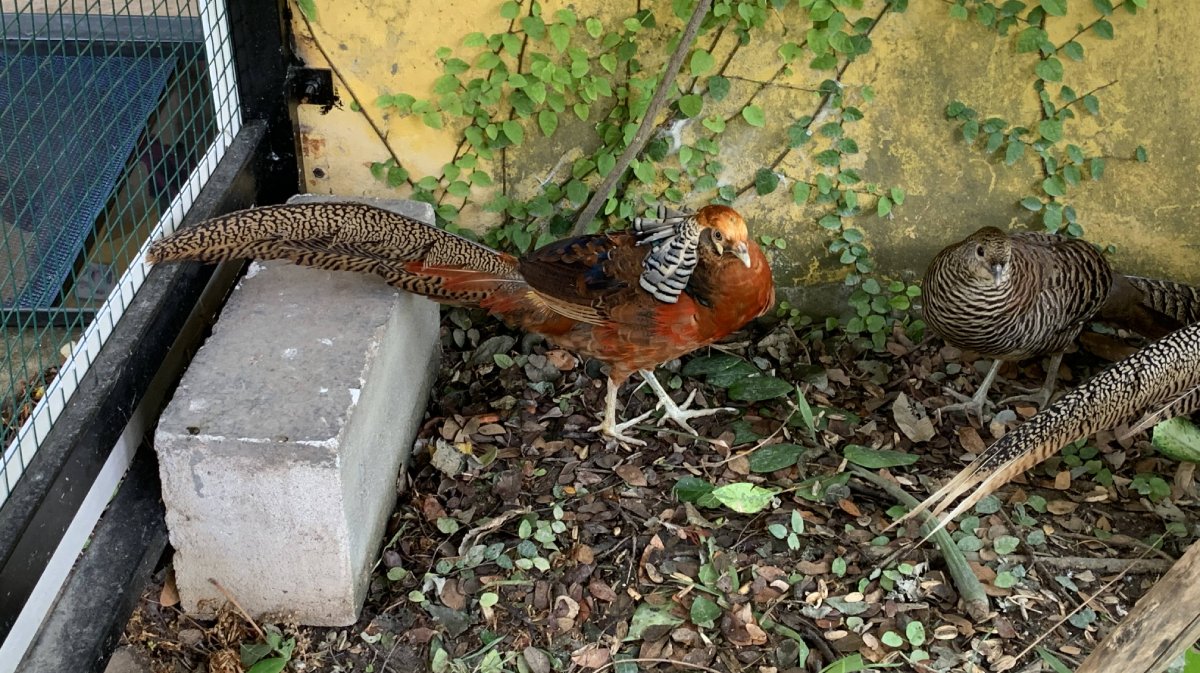 PHEASANT