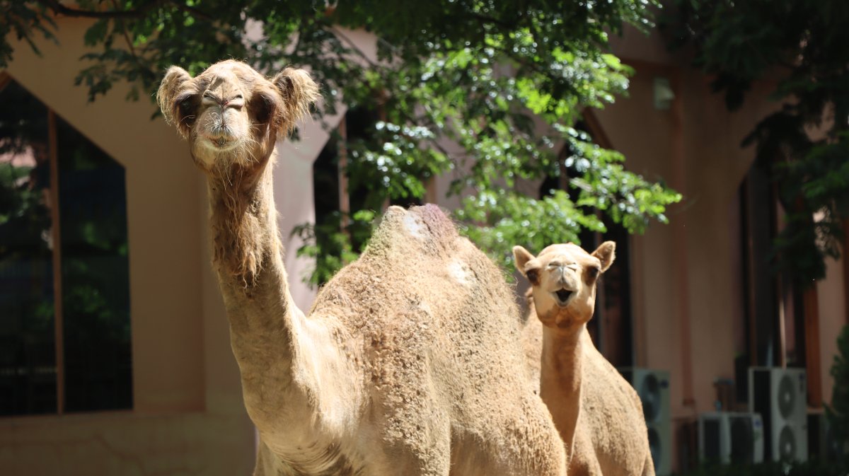 ARABIAN CAMEL
