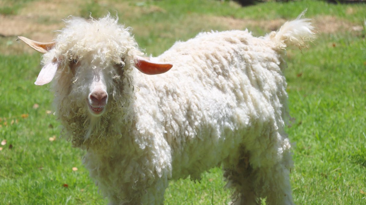 ANGORA GOAT
