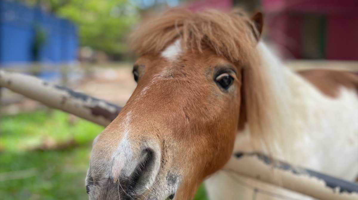 SHETLAND PONY
