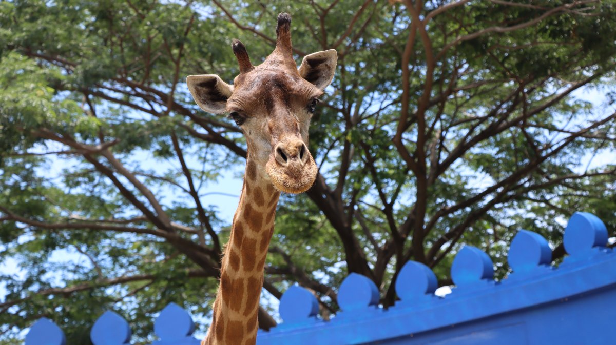 GIRAFFE