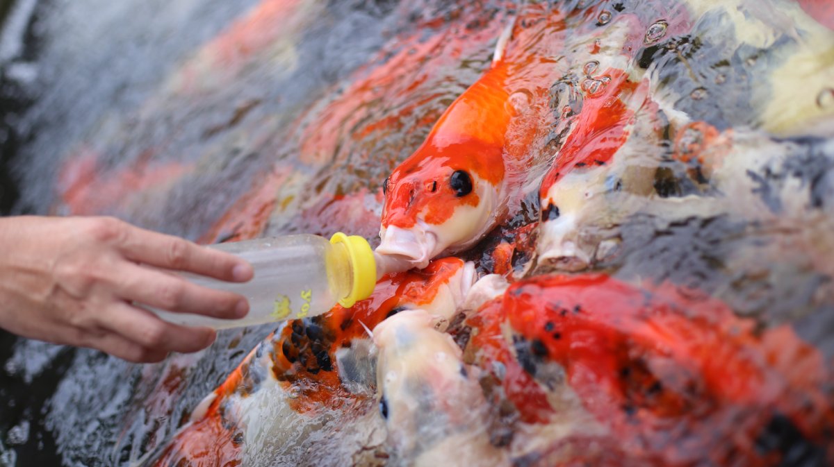 FANCY CARP