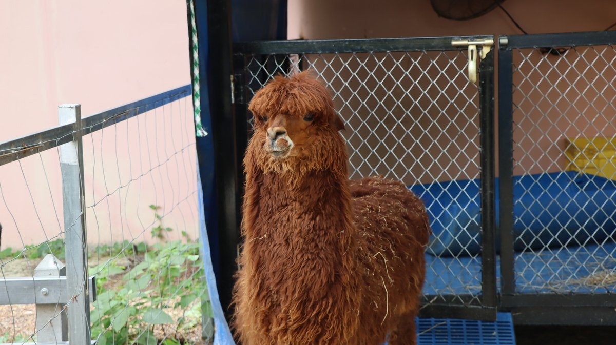 SURI ALPACA